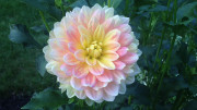 October SKy Dahlia