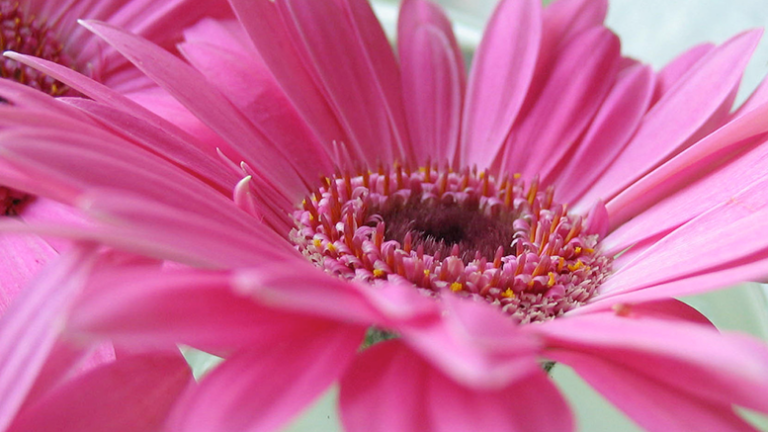 Betty Sanders To Host A “birds, Bees And Butterflies