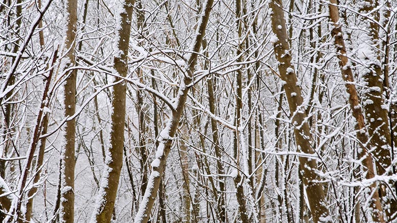 snowy frost snow holidays christmas winter pic