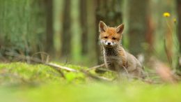 baby fox animal