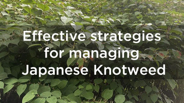 Effective strategies for managing Japanese Knotweed: Timing and ...