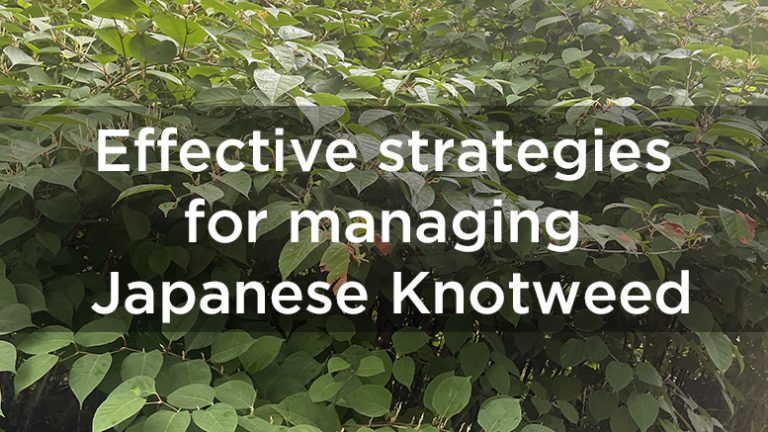 Effective Strategies For Managing Japanese Knotweed: Timing And 