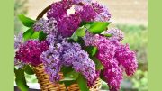 A wicker basket filled with vibrant purple lilac blooms against a soft focus garden background, perfect for the Craft Your Own Bumble Bee: Needle Felting Workshop on May 4 at Milton Public Library