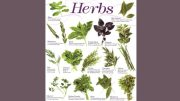 Milton Public Library announces adult programming for June 2024. Image showing various types of herbs with their names and descriptions: Mint, Rosemary, Dill, Cilantro, Chervil, Basil, Italian Parsley, Purple Basil, Thyme, Tarragon, Bay Leaves, Oregano, and Marjoram.