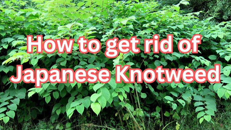 Text overlay that reads "How to eliminate Japanese Knotweed" on a background of dense green foliage.