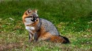 A gray fox with reddish-brown markings on its face, sides, and tail sits alert in a grassy area, looking to the side. Nearby, a sign for the Milton Public Library announces adult programming for July 2024.