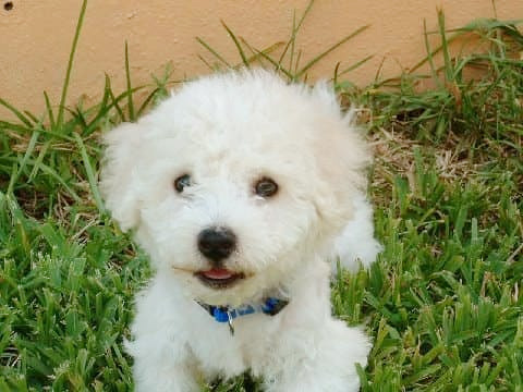 A small white fluffy dog wearing a blue collar sits on green grass in front of a light orange wall, embodying the charm often highlighted in Top Milton Neighbors posts.