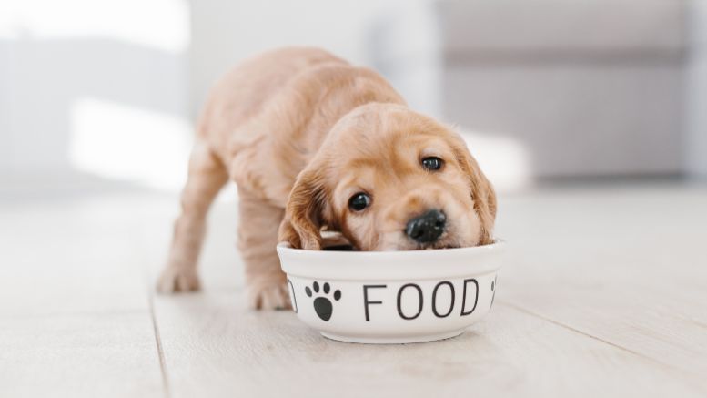 A small puppy eats from a white bowl labeled "FOOD" with paw prints, on a light-colored floor.