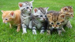 Five kittens with various fur patterns sitting on grass and looking in different directions.