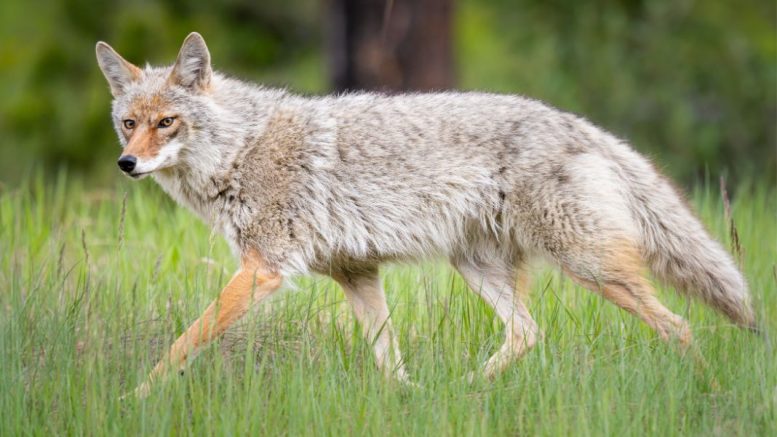 A coyote with a bushy tail walks through the lush green grass of Cunningham Park, glancing curiously toward the camera.