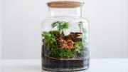 A glass jar terrarium with small plants, moss, and decorative rocks under a cork lid sits on a white surface, inspiring you to create your own festive terrarium garden at the Adult Craft Workshop on November 21, 2024.