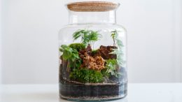 A glass jar terrarium with small plants, moss, and decorative rocks under a cork lid sits on a white surface, inspiring you to create your own festive terrarium garden at the Adult Craft Workshop on November 21, 2024.