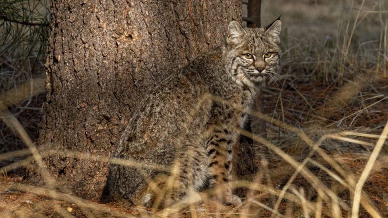 A bobcat is sitting in front of a tree, surrounded by dry grass, perhaps contemplating joining "Chair Yoga with Marianne Zullas" set for Jan. 23 at the Milton Public Library.