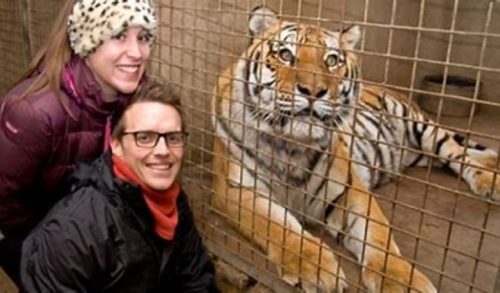 Two people smiling near a large tiger lying behind a metal cage.