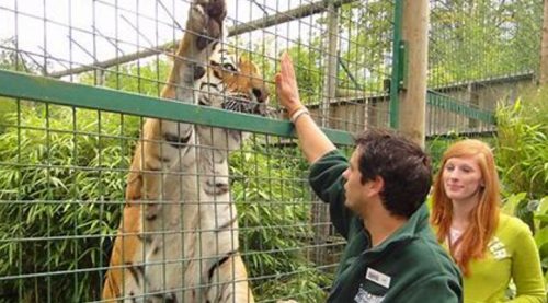 A tiger stands on its hind legs against a cage as a man in a green jacket raises his hand. A woman with red hair stands nearby, smiling. Garden greenery is visible in the background.