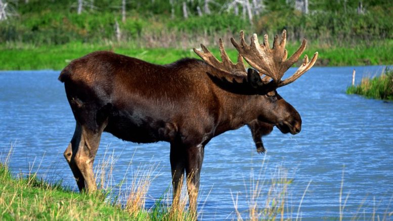 A moose stands at the edge of a water body, partially submerged, with its large antlers visible. Greenery and trees frame the background under a clear sky.