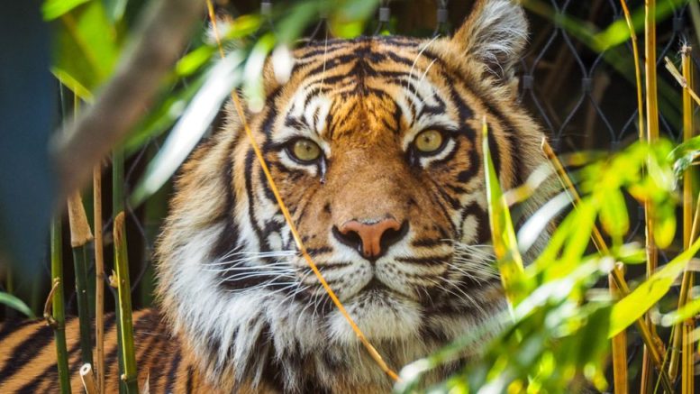 Tiger lying in dense foliage, looking directly at the camera with a focused gaze.